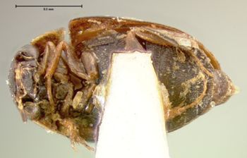 Media type: image;   Entomology 3101 Aspect: habitus ventral view 3